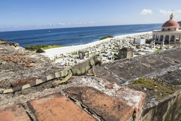 Iguana sits on the wall of El Morro with the sea in the backgrou — Stock Photo, Image