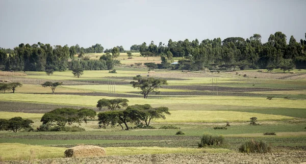 Campi Agricoli Case Etiopia — Foto Stock