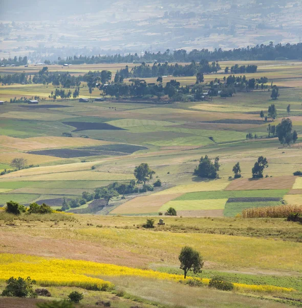 在埃塞俄比亚偏远山区的五颜六色的田野 — 图库照片