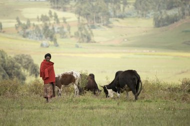Oromia, Etiyopya-Ekim 25, 2017: Kimliği belirsiz bir kadın sığır Etiyopya dağlık eğilimindedir.