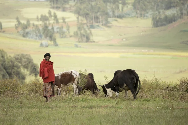 Oromia Ethiopia October 2017 Unidentified Woman Tends Cattle Highlands Ethiopia — Stock Photo, Image