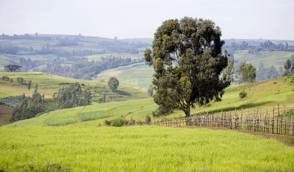 Termékeny Mezőgazdasági Területek Vidéki Etiópiában — Stock Fotó
