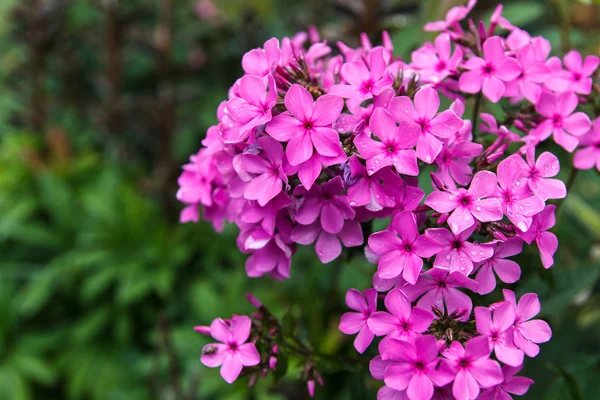 Parlak pembe Bahçe phlox - Stok İmaj