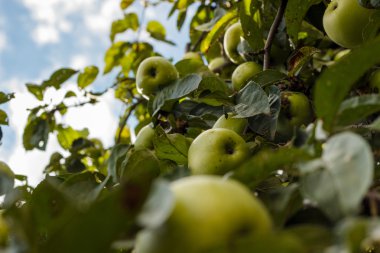 Ağaç üzerinde büyük yeşil elma