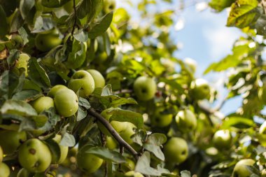 Ağaç üzerinde büyük yeşil elma