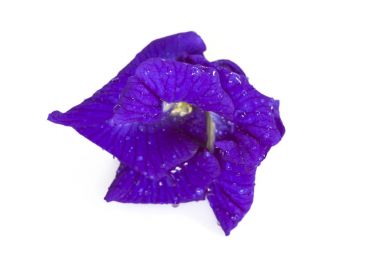 Kelebek bezelye çiçek izole beyaz arka plan üzerinde.