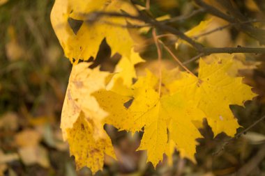 Sonbahar akçaağaç yaprakları sonbahar otlarının arka planında