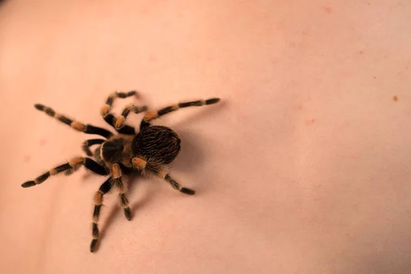 Mädchen und eine große Spinne kriecht auf ihr — Stockfoto