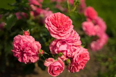 Yeşil çalılıklarda pembe güller