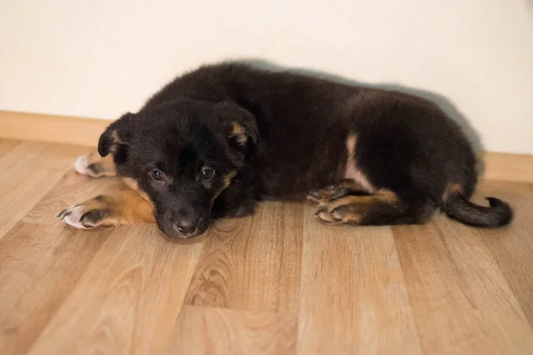 Pequeño cachorro tricolor con ojos brillantes —  Fotos de Stock