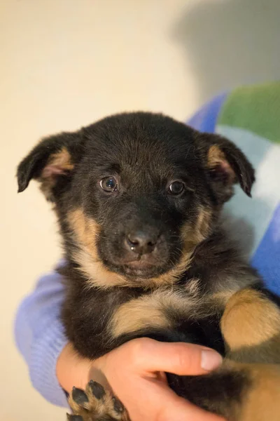 Parlak gözlü üç renkli köpek yavrusu — Stok fotoğraf