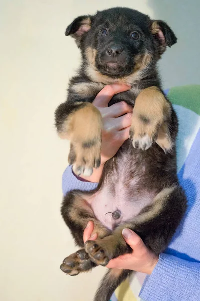 Parlak gözlü üç renkli köpek yavrusu — Stok fotoğraf