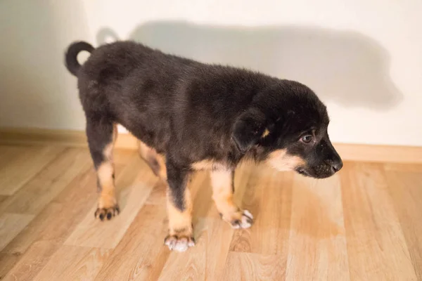 Kleine driekleurige puppy met glanzende ogen — Stockfoto