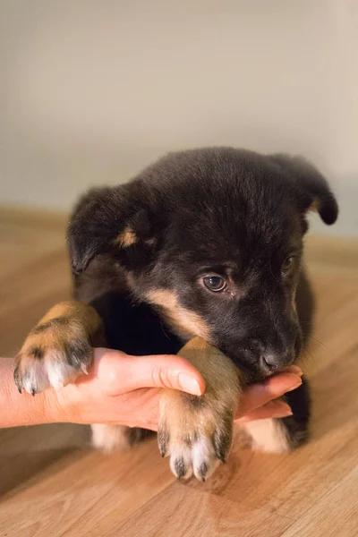 Little tricolor puppy with shiny eyes — Stock Photo, Image