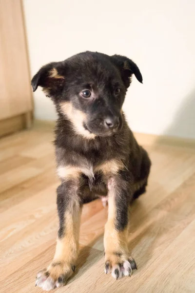 光沢のある目の小さな三色の子犬 — ストック写真