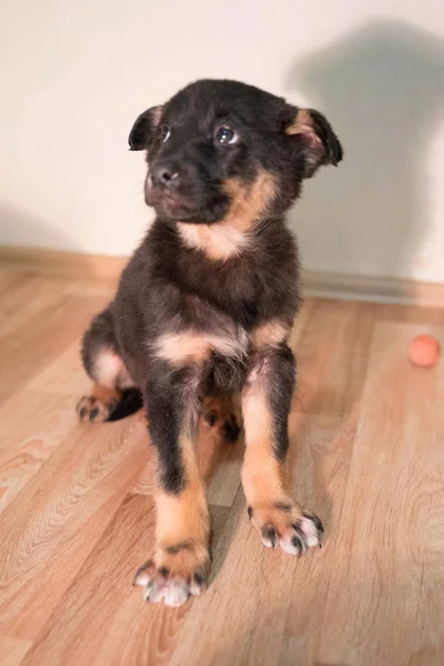 Kleine driekleurige puppy met glanzende ogen — Stockfoto
