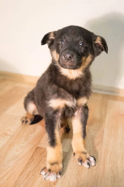 Parlak gözlü üç renkli köpek yavrusu — Stok fotoğraf