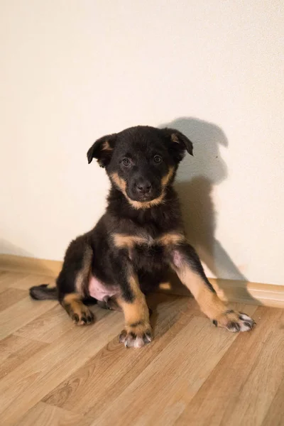 Pequeño cachorro tricolor con ojos brillantes —  Fotos de Stock