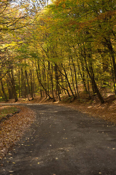 long asphalt road paved with leaves and trees