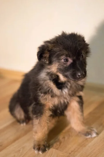 Kleine pluizige tricolor puppy zit — Stockfoto