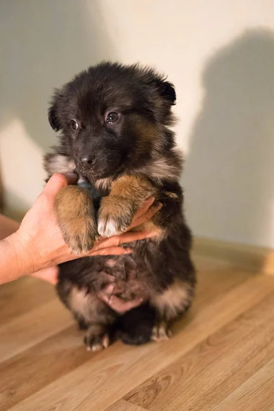 Piccolo morbido cucciolo tricolore si siede — Foto Stock