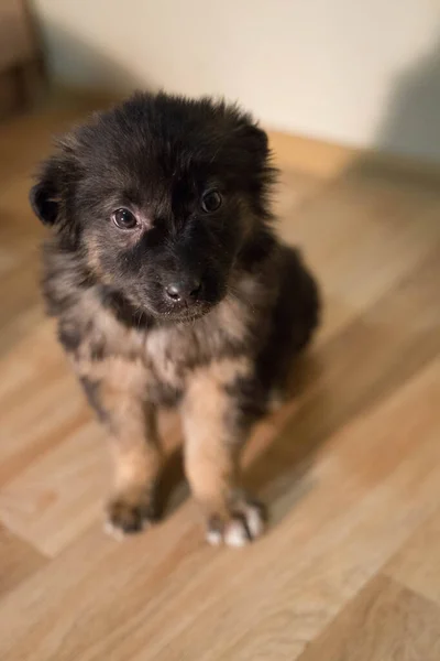 Poco peludo tricolor cachorro se sienta —  Fotos de Stock