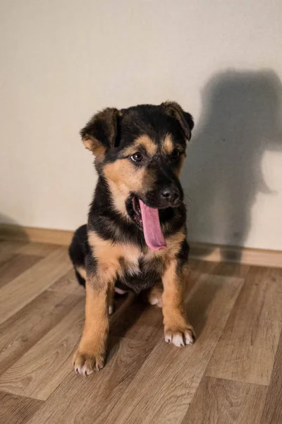 Filhote de cachorro tricolor sentado no chão — Fotografia de Stock