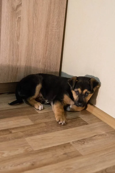 Tricolor liten valp sitter på golvet — Stockfoto