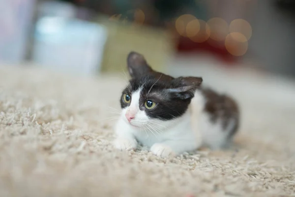 Gris-blanco gatito se sienta en un blanco alfombra — Foto de Stock