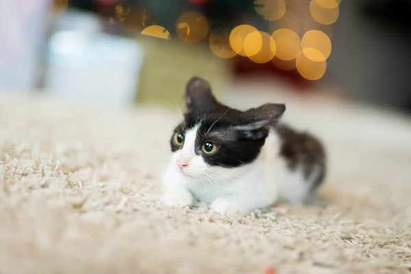 Gris-blanco gatito se sienta en un blanco alfombra — Foto de Stock