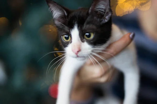 Gris-blanco gatito se sienta en un blanco alfombra — Foto de Stock