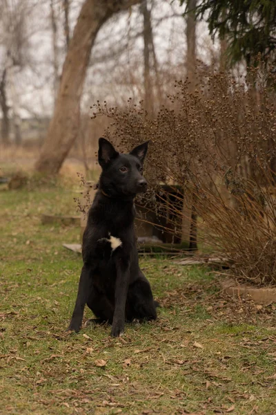 Cane nero cammina sull'erba — Foto Stock