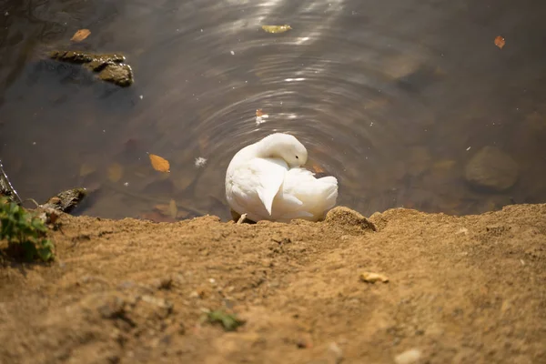 A white swan cleans feathers with a yellow beak — 스톡 사진