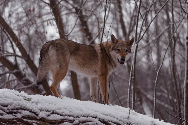 Lobo gris camina sobre nieve blanca — Foto de Stock