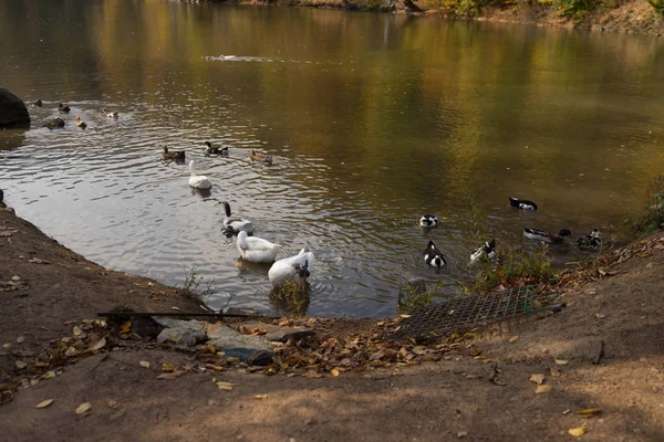 Jezioro z kaczkami i łabędziami w jesiennym lesie — Zdjęcie stockowe