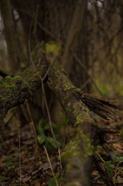Çimenlerin üzerinde yosun dolu dallar.