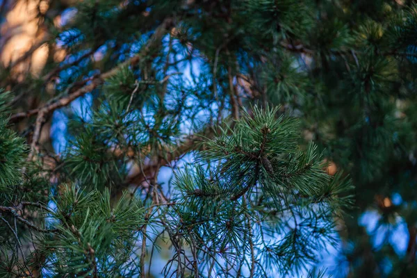 Ramoscelli di pino contro il cielo blu — Foto Stock