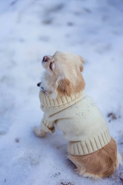 Branco cão pekingese na roupa sentado — Fotografia de Stock