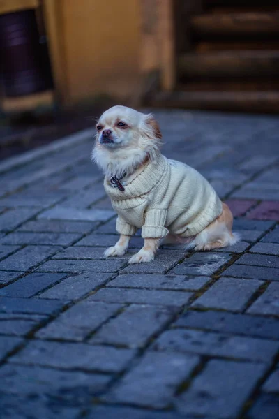 White dog pekingese in clothes sitting — Stockfoto