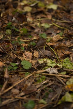 Renkli sonbahar çimenleri, yaprakları ve dalları