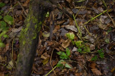 Renkli sonbahar çimenleri, yaprakları ve dalları