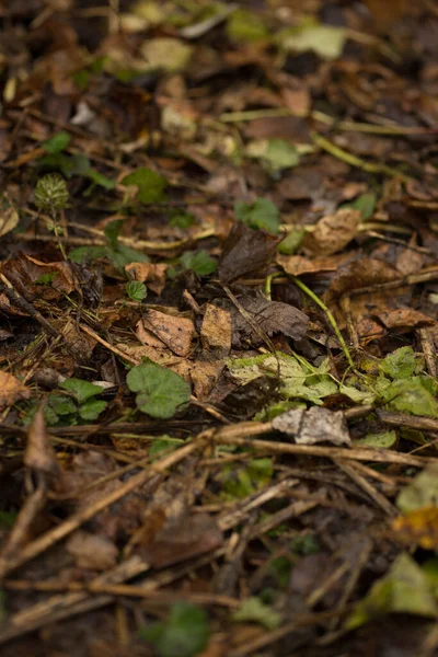 Renkli sonbahar çimenleri, yaprakları ve dalları