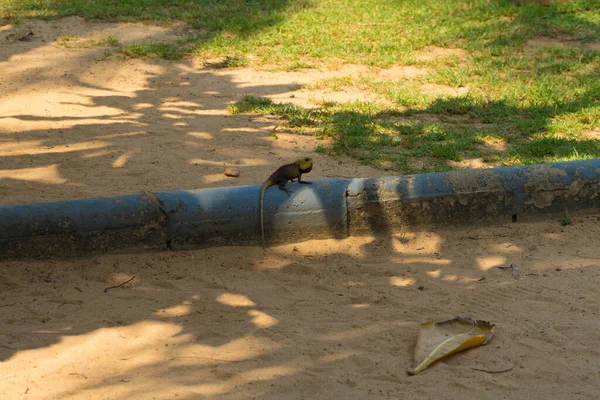 Caméléon Assis Sur Tuyau Métallique Dans Une Ombre — Photo