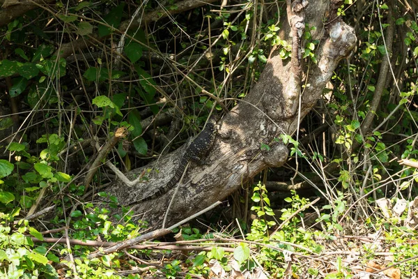 Monitor lucertola seduta su un albero — Foto Stock