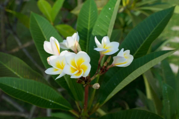 Araliya fiore Plumeria fiori bianco-gialli su uno sfondo di foglie verdi — Foto Stock