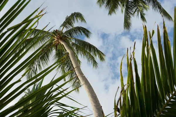 Palmeras altas contra el cielo y las nubes — Foto de Stock