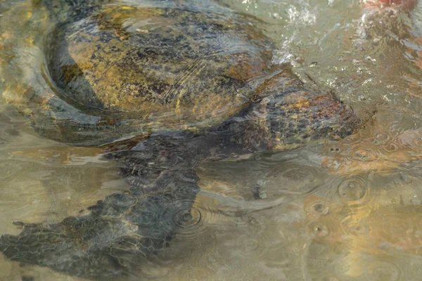 Duży żółw pływa w wodzie i je glony — Zdjęcie stockowe