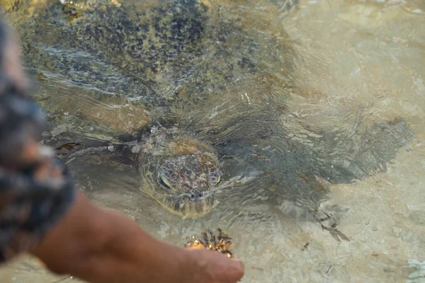 Nagy teknős úszik a vízben, és eszik alga — Stock Fotó