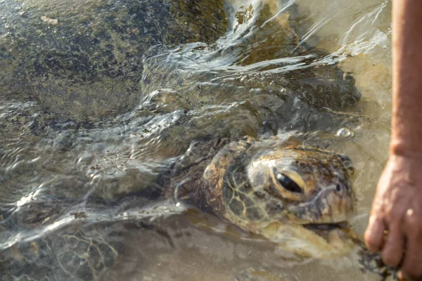 Duży żółw pływa w wodzie i je glony — Zdjęcie stockowe