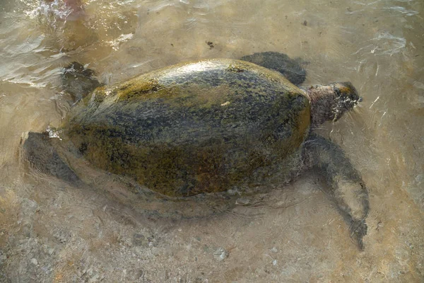 Grote schildpad zwemt in het water en eet algen — Stockfoto